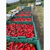 Продам гіркий перець