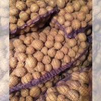 Насіннєва картопля Арізона Івано-Франківська область купити, роздріб від 10 кг