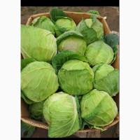Продам молоду капусту і Пекінську