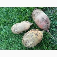 Продам кормовий буряк