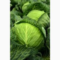 Куплю капусту