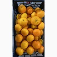 Продам Мандарин