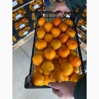 Продам Мандарин
