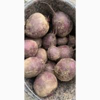 Продам столовий буряк