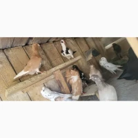 Голуб Нюрнбергський багдет