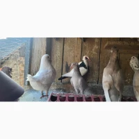 Голуб Нюрнбергський багдет