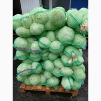 Продам капусту
