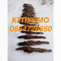 Куплю куницю шкіри шкіру