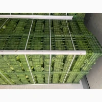Продам капусту Македонія