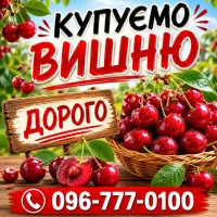 Закуповуємо ягоди