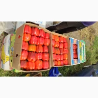 Томат, Перець, Кукурудза, Баштанні, Баклажан