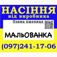 Елітне насіння озимої пшениці Мальованка від виробника / 2026