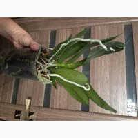 Орхидея очень красивая Легенда крупноцветковая фалинопсис