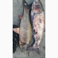 Продаємо живу рибу товстолоб, карп, білий амур, сом, судак