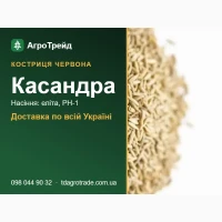 Пр0двм нвсіння к0стриці 4ер80н0ї Квсвндрв - елітв, РН-1