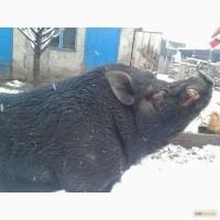 Продам Вьетнамских поросят