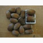 Продам саженцы фундука много сортов