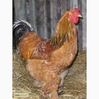 Продам куры породы Брама палевая