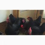 Продам Яйцо инкубационное кур Маран