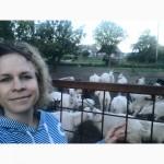 Продам коз на мясо или на разведение
