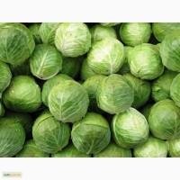 Капуста белокачанная оптом, 20 тонн
