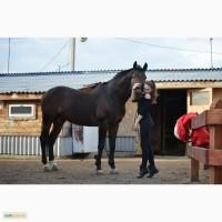 Пропонується на злучку жеребець УВП