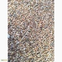 Продам отходы проса 10 тон