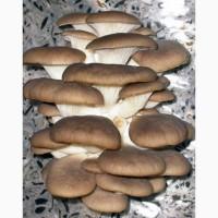 Куплю шампиньйон и вешенку
