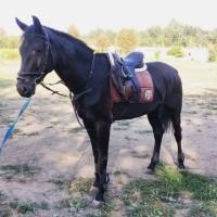 Продам мерина, 5 років