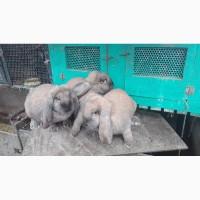 Продажа Самок і Самців