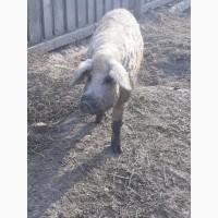 Продам кнура Венгерської мангалиці