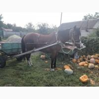 Продам кобилу