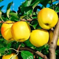 Продам саджанці фруктових дерев