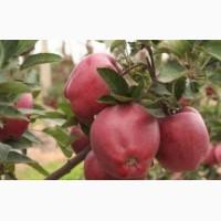 Продам саджанці фруктових дерев