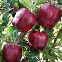 Продам саджанці фруктових дерев