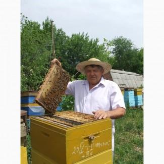 Продам пчелосемьи