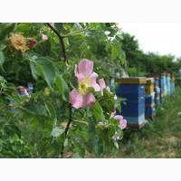 Продам пчелосемьи