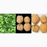 Саженцы Грецкого Ореха Fernor, Pedro, Franquette, Fernette, Шебин, Биледжик