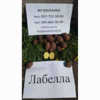 Картофель семенной (посадочный) 1 репродукции. В наличии более 20 сортов