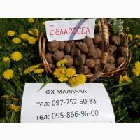 Картофель семенной (посадочный) 1 репродукции. В наличии более 20 сортов