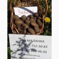 Картофель семенной (посадочный) 1 репродукции. В наличии более 20 сортов