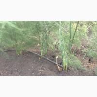 Спаржа саджанці гібриди продам аспарагус