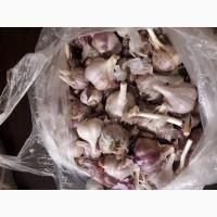 Продам чеснок софиевский
