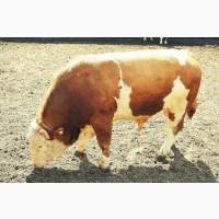 Фермерское хозяйство закупает бычки до 350 кг