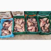 Продам живую рыбу! Карась