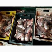 Продам живую рыбу! Карась
