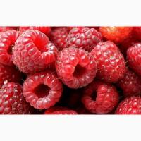 Купимо малину, Волинська обл. м. Нововолинськ