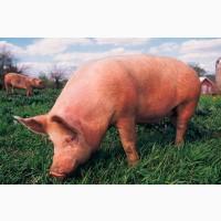 Продам свиней мясних пород. Жива вага, туша, напівтуша, субродукт