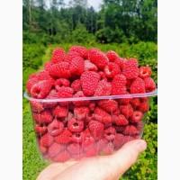 Продам малину