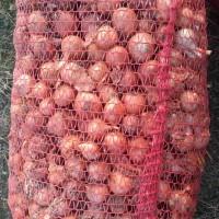 Продам мелкий лук штутгарт